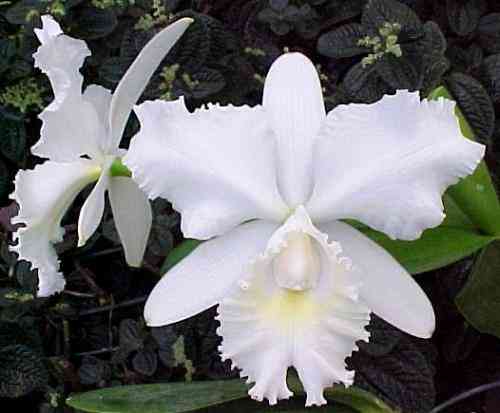 Cattleya Marjorie Hausermann 'York' AM-RHS